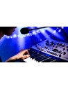 KINGKORG NEO